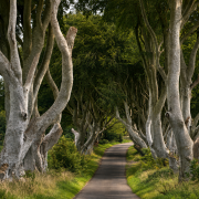 The Dark Hedges, County Antrim - As seen on Game of Thrones The Dark Hedges, County Antrim - As seen on Game of Thrones