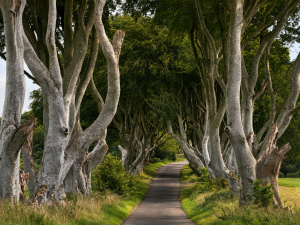 The Dark Hedges, County Antrim - As seen on Game of Thrones
