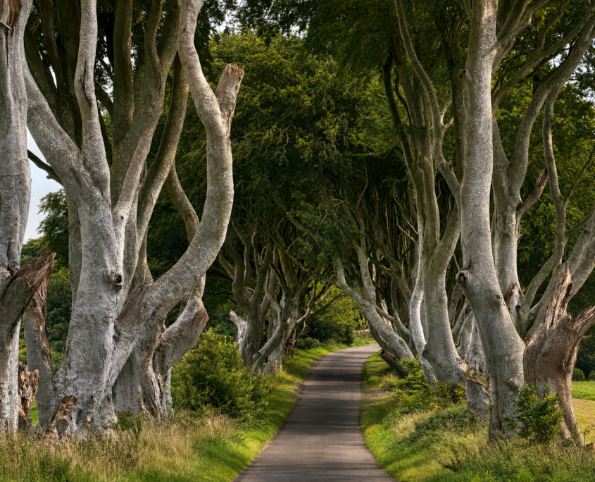 The Dark Hedges, County Antrim - As seen on Game of Thrones